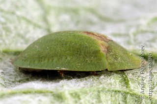 Cassida rubiginosa