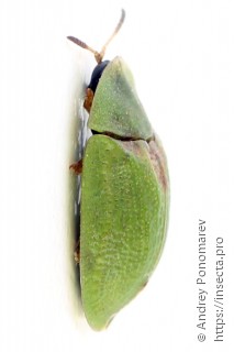 Cassida rubiginosa