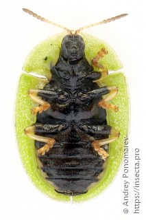 Cassida rubiginosa