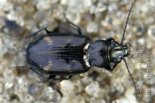 Bembidion obliquum