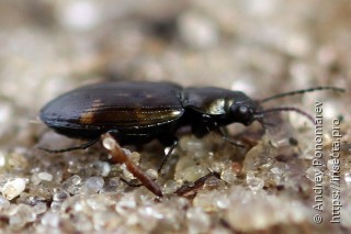 Bembidion obliquum