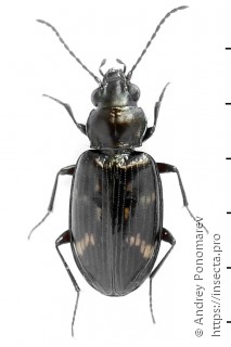 Bembidion obliquum