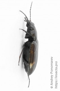 Bembidion obliquum