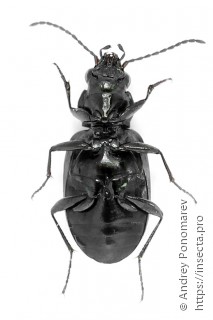 Bembidion obliquum