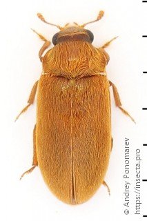 Byturus ochraceus