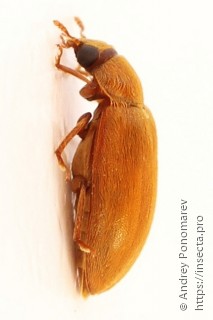 Byturus ochraceus