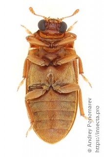 Byturus ochraceus