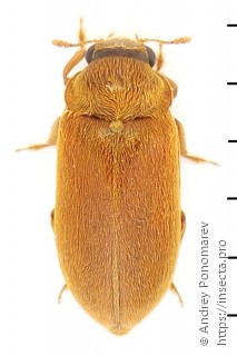 Byturus ochraceus