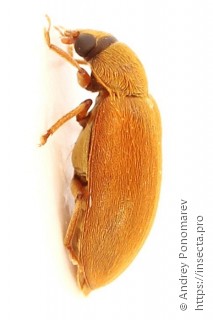 Byturus ochraceus