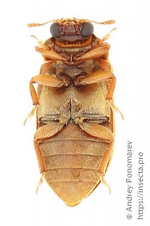 Byturus ochraceus