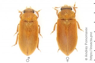 Byturus ochraceus