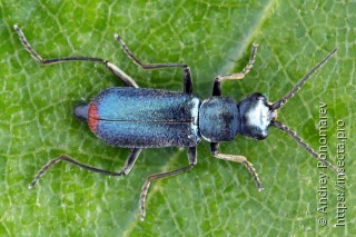 Cordylepherus viridis