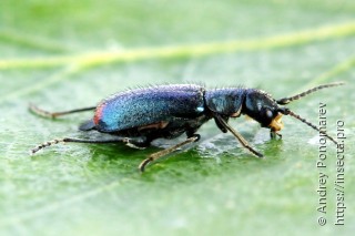 Cordylepherus viridis