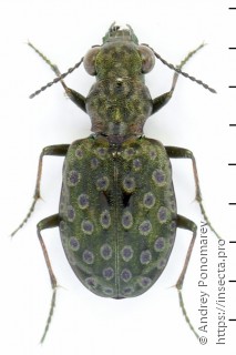 Elaphrus riparius