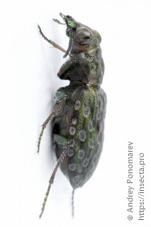 Elaphrus riparius