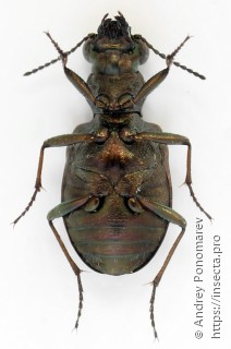 Elaphrus riparius