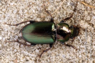 Harpalus distinguendus