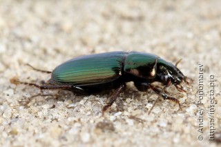 Harpalus distinguendus