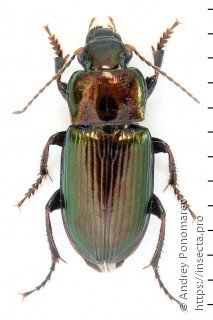 Harpalus distinguendus