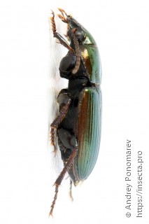 Harpalus distinguendus