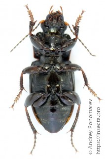 Harpalus distinguendus