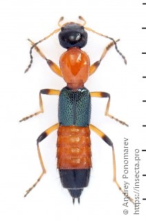 Paederus riparius