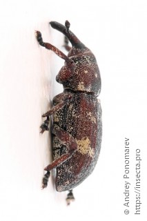 Pissodes validirostris