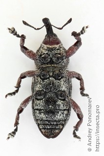 Pissodes validirostris