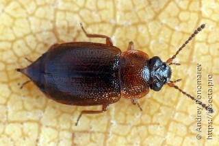 Anthobium atrocephalum