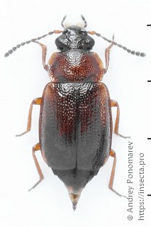 Anthobium atrocephalum