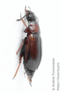 Anthobium atrocephalum