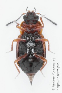 Anthobium atrocephalum