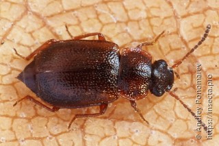 Имаго  Anthobium atrocephalum