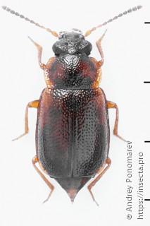 Anthobium atrocephalum