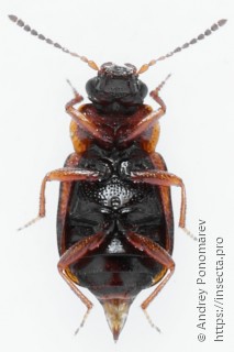 Anthobium atrocephalum