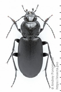 Имаго  Licinus depressus