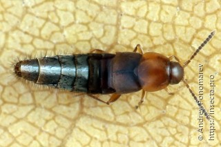 Oxypoda abdominalis