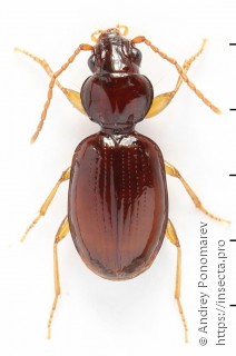 Epaphius secalis