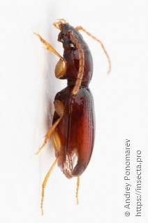 Epaphius secalis