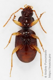 Epaphius secalis