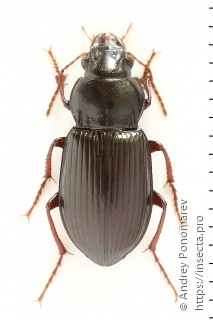 Curtonotus aulica