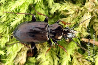 Pterostichus oblongopunctatus