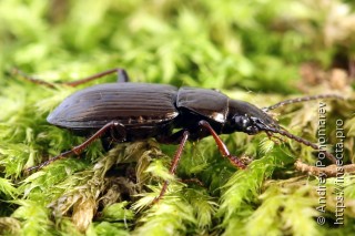 Pterostichus oblongopunctatus