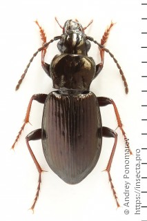 Pterostichus oblongopunctatus