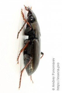 Pterostichus oblongopunctatus