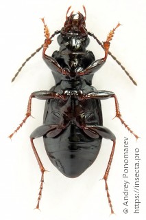 Pterostichus oblongopunctatus