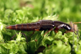 Quedius xanthopus