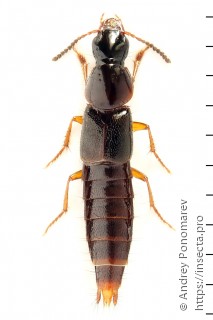 Quedius xanthopus