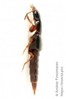 Quedius xanthopus