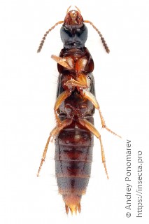 Quedius xanthopus